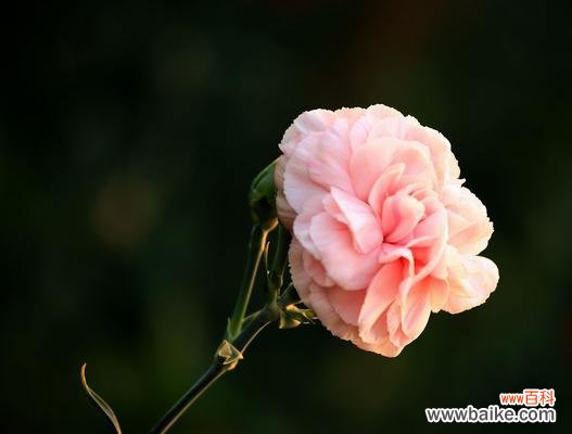 深入了解康乃馨的花语和象征意义 康乃馨——花语与寓意