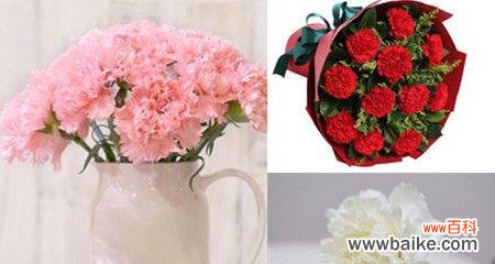 深入了解康乃馨的花语和象征意义 康乃馨——花语与寓意