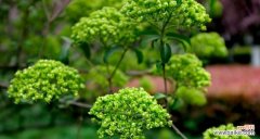 探究琼花背后的寓意 琼花花语浅析