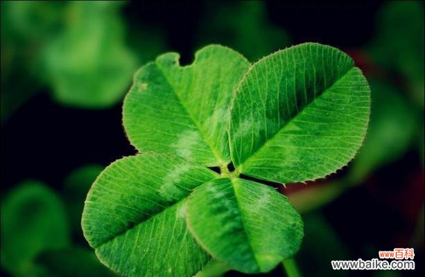 探寻幸运的秘密 四叶草的花语和象征意义