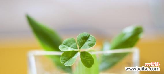 探寻幸运的秘密 四叶草的花语和象征意义