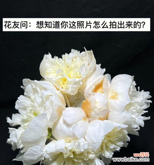 看懂鲜切花，浪漫生活从此开始 揭秘鲜切花，与你分享浪漫生活之道
