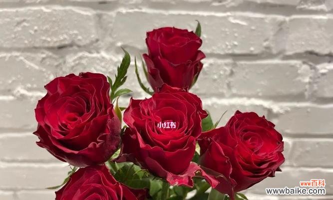 探究大红色玫瑰代表的爱情、欲望和敬意 大红色玫瑰的花语含义