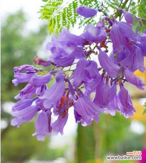 蓝楹花语的内涵与特点 蓝楹花语-凝聚美好情感的花