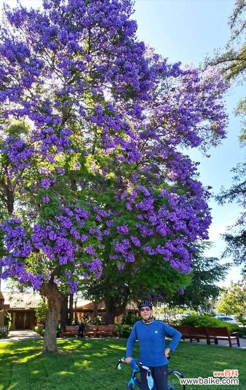 蓝楹花语的内涵与特点 蓝楹花语-凝聚美好情感的花
