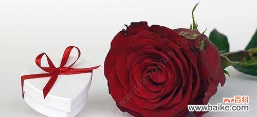 多少朵玫瑰花代表什么意思？赶快了解吧！ 玫瑰花语大解析