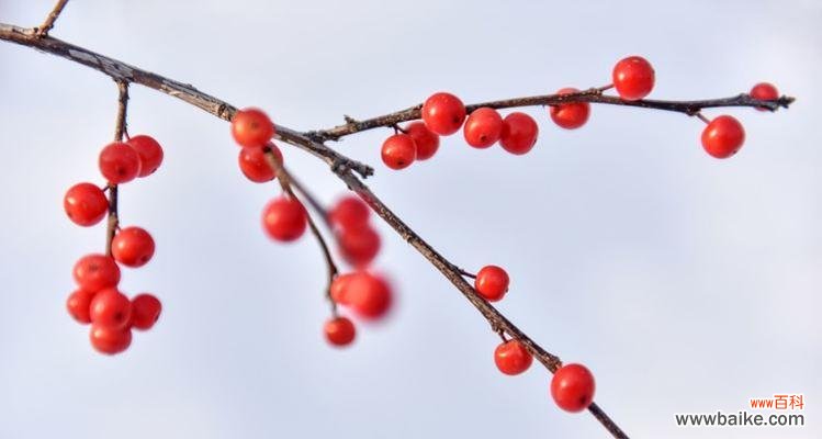 红豆象征的爱情寓意及代表什么 红豆寓意的爱情之美