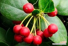 以红果为纽带 红果花语与寓意，传递爱与热情