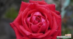 11朵红玫瑰象征着什么 红玫瑰的花语与含义