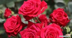 红玫瑰 红玫瑰的象征意义与花语含义