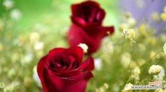 红玫瑰 红玫瑰花语及其代表的含义
