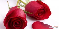 揭示红玫瑰花的深层意义 红玫瑰花的意义及象征