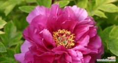 红牡丹的象征意义及寓意 红牡丹之美