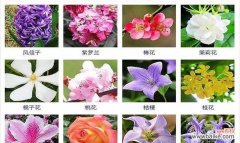 红蔷薇花语的代表意义和传承 红蔷薇花语