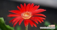 探寻红色雏菊的花语及其象征的意义 红色雏菊的花语与寓意