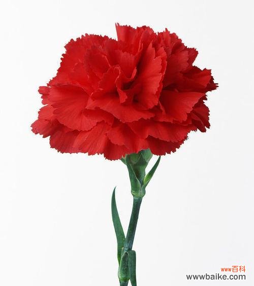 红色康乃馨花语的深刻内涵与历史渊源 红色康乃馨花语的意义与传承