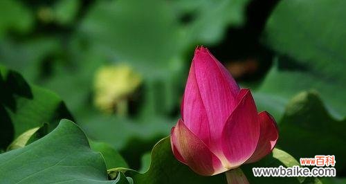 红色荷花 红色荷花的花语与寓意