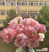 各色康乃馨代表什么？不同颜色康乃馨的花语有哪些？