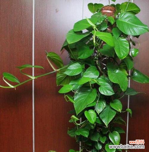 刚栽的绿萝要注意什么？新栽绿萝的养护要点有哪些？