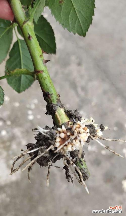 高压扦插法是什么意思？高压扦插法的原理和优势是什么？