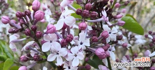 丁香花的花语是什么？如何用丁香表达情感？