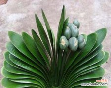 君子兰的花语是什么？如何正确解读君子兰的花语含义？