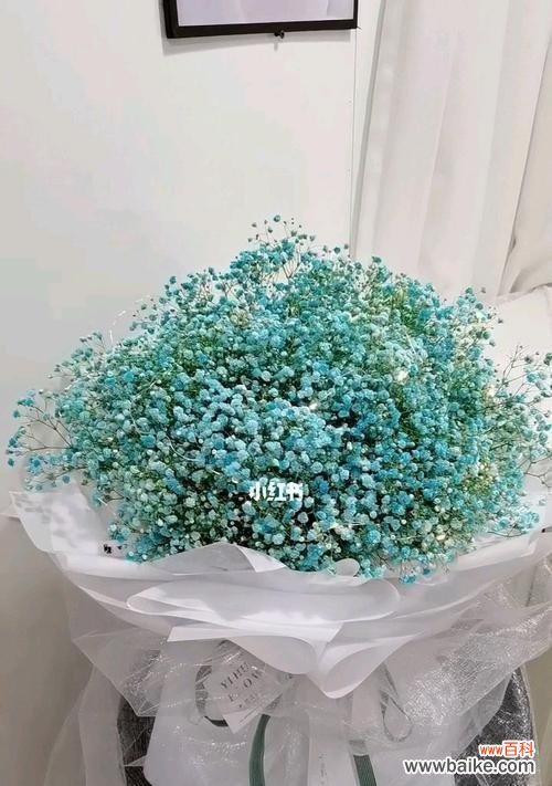 满天星花语是什么意思?如何正确解读满天星的花语含义?