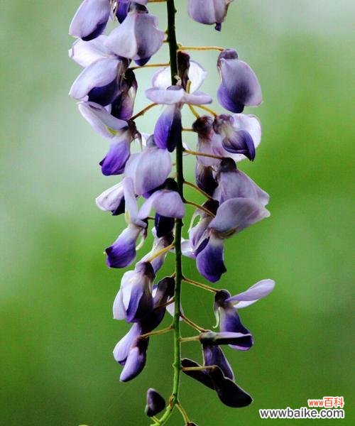 紫藤花语是什么意思？紫藤花代表了哪些情感？