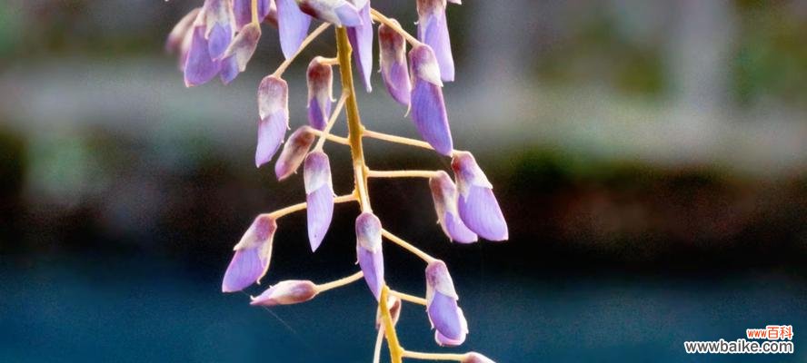 紫藤花语是什么意思？紫藤花代表了哪些情感？