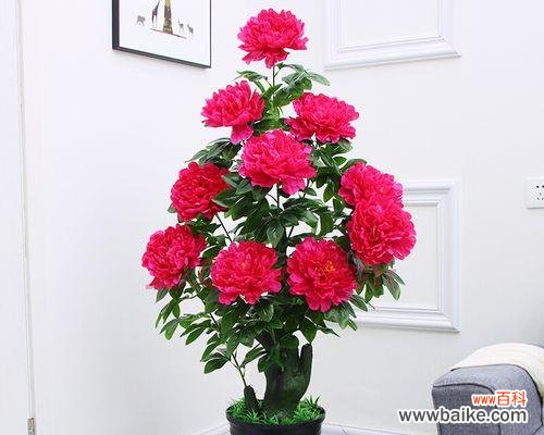 观赏植物室内装饰的意义是什么？如何选择合适的植物进行装饰？