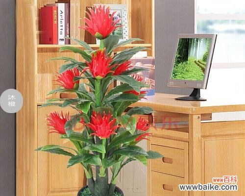 观赏植物室内装饰的意义是什么？如何选择合适的植物进行装饰？