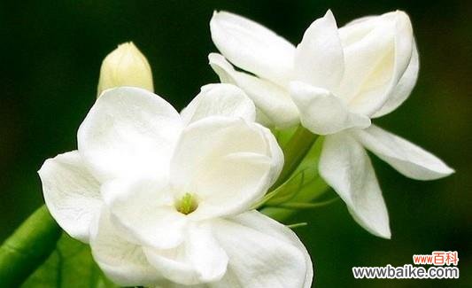 探寻栀子花的象征意义与文化内涵 栀子花的花语与寓意