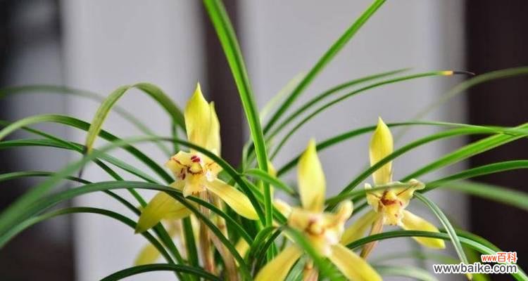 探寻兰花背后的美丽含义 解读兰花的各种花语