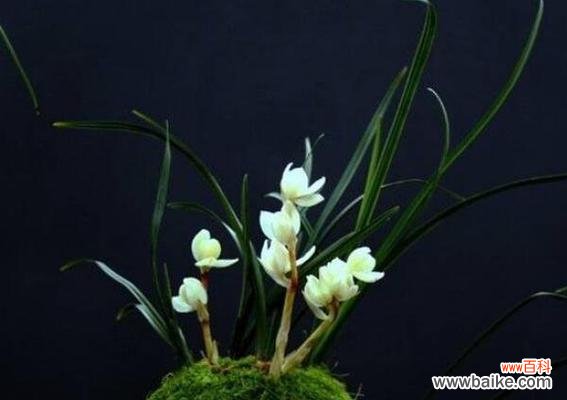 探寻兰花背后的美丽含义 解读兰花的各种花语