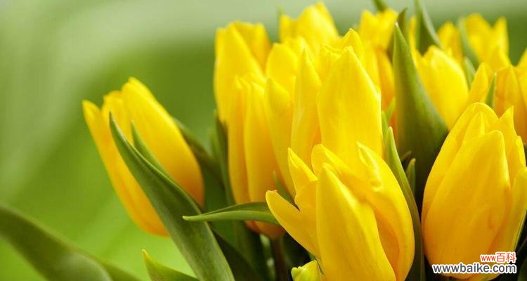 黄郁金香的花语解读与意义 探寻黄郁金香花语之美