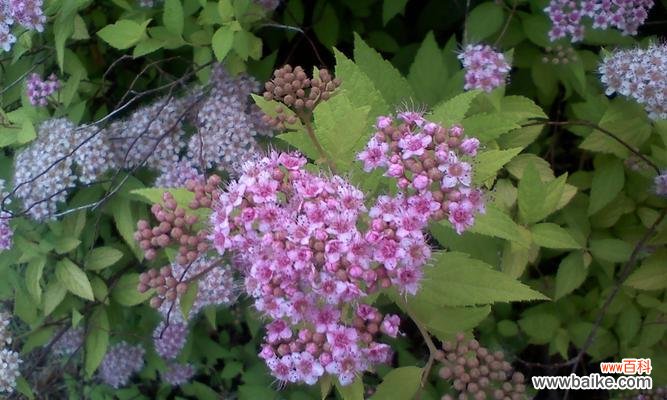 用花语解读生命中的美好与坎坷 探寻绣线菊的花语