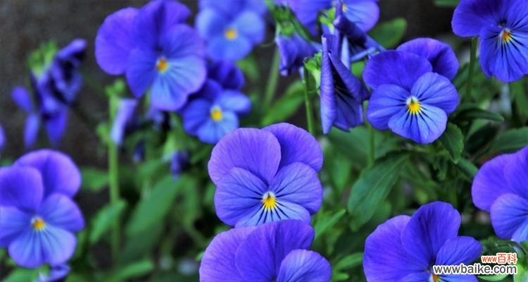 揭开蓝色紫罗兰的八个含义 蓝色紫罗兰的花语