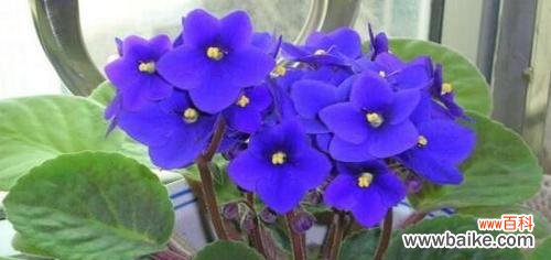 揭开蓝色紫罗兰的八个含义 蓝色紫罗兰的花语