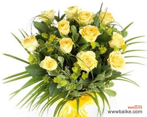 探索黄玫瑰的象征意义，让你更好地理解这朵花的意义 黄玫瑰的寓意与象征——黄玫瑰所代表的含义