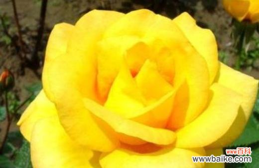 探索黄玫瑰的象征意义，让你更好地理解这朵花的意义 黄玫瑰的寓意与象征——黄玫瑰所代表的含义
