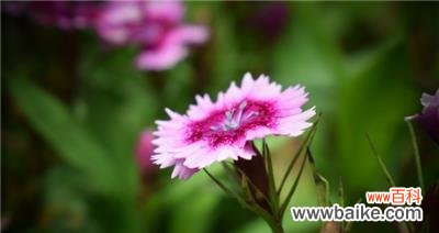 探索石竹花的花语和文化内涵 石竹花寓意——勇气和坚韧