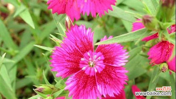 探索石竹花的花语和文化内涵 石竹花寓意——勇气和坚韧