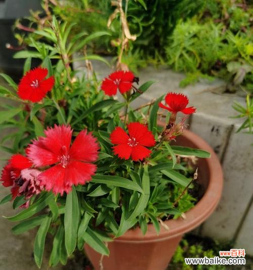 探索石竹花的花语和文化内涵 石竹花寓意——勇气和坚韧