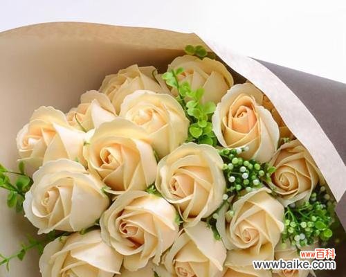 香槟玫瑰的花语及象征意义 香槟玫瑰花语详解