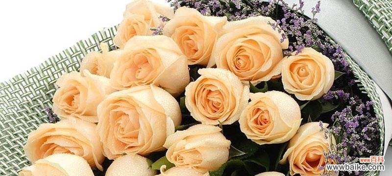 香槟玫瑰的花语及象征意义 香槟玫瑰花语详解