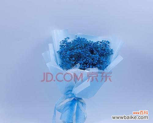 探寻蓝色满天星传递的美好寓意和深刻花语 蓝色满天星的花语和寓意