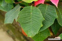 一品红的花语和寓意，有什么传说故事