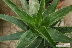 芦荟上面的刺有毒吗，被扎到怎么处理