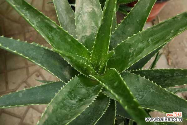 芦荟上面的刺有毒吗，被扎到怎么处理