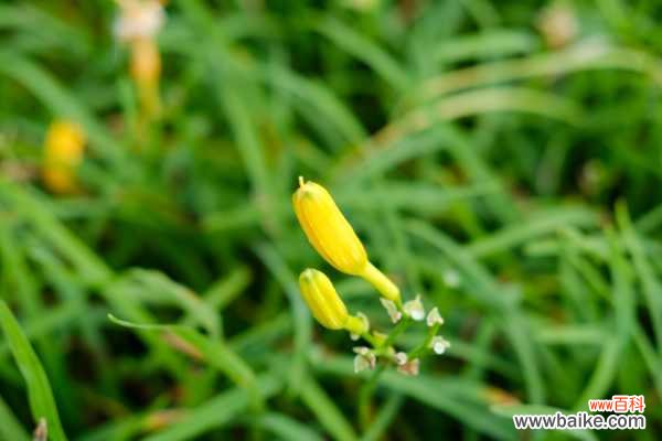 萱草的花语和寓意，有什么传说故事